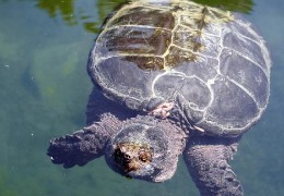 肌醇——魚、蝦飼料的能量補(bǔ)給站！